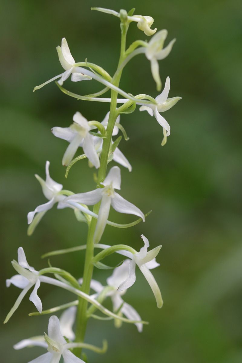 platanthera bofolia?